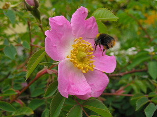 Hummel fliegt auf Heckenros