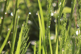 Tautropfen auf Gräsern