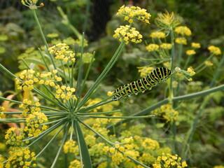 Raupe des Schwalbenschwanzes auf Fenchelblüten