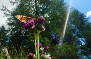 Kaisermantel auf blühender Distel 2