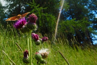 Kaisermantel auf blühender Distel 3