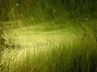 Unterwasserbild Süsswasser-Seegras