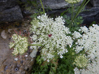 Wilde Möhre, blühend