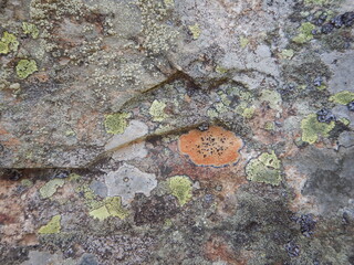 Flechten auf Stein 2