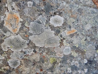 Flechten auf Stein 3