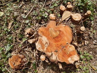 Baumstumpf mit Waschstumslinien und Herzform in Schnittstelle