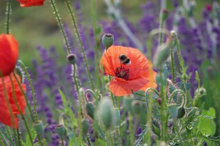 Hummel auf Mohnblume