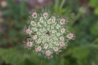 Wilde Möhre, blühend, B