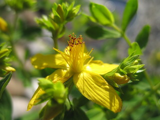 Johannisblütenpracht