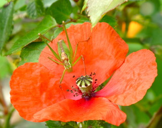 Heuschrecke auf Mohnblüte