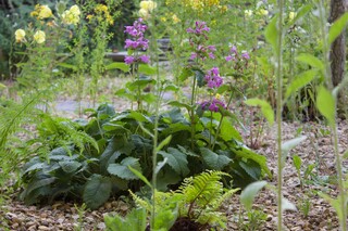 Wildgarten, Ruderalfläche