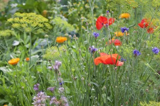 Wildblumen: Fenchel, Kornblumen, Mohnblumen, Ringelblumen und weitere