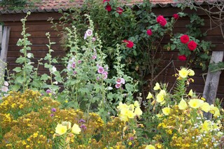 Wildstauden: Stockmalven, Johanniskraut, Nachtkerzen, Rosen, Birnbaum