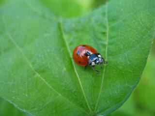 Marienkäfer auf Blatt