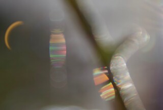 Lichtspiel zwischen Ästen