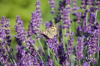seltener Schmetterling auf Lavendel