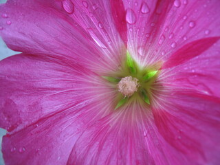 Fünfzackstern in Malve