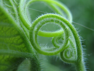 Zughetti-Spiralförmiges Wachstum