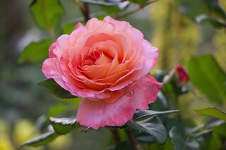 strahlende Rose