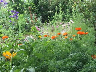 Wildgarten. mit diversen Blumen, Büschen, Ringelblumen, Schwarzkümmel, Akelei,...