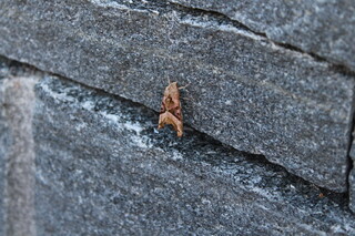 seltener Falter auf Natursteinmauer