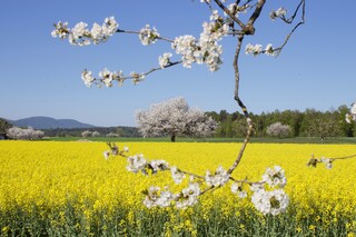 blühender Apfelbaum und blühendes Rapsfeld
