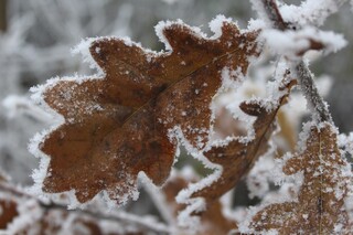 gefrorenes Eichblatt am Baum