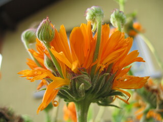 polarisierte Ringelblume mit fünf Tochterblütenknöpfen