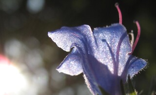 Blüte im Gegenlicht