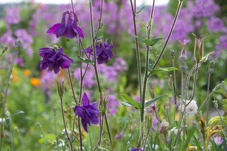 Akelei im Wildgarten