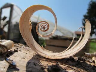 Holzspahn spiralförmig