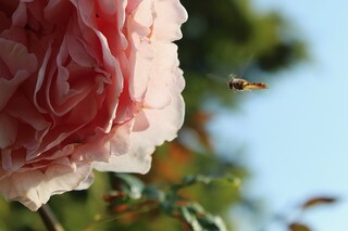 Schwebefliege an angespritzter englischer Rose