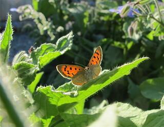 Schmetterling, Feuerfalter