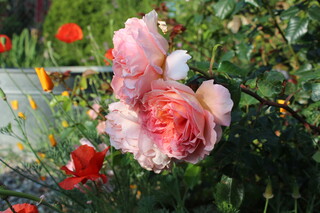 Rosen, Mohn, kalifornischer Mohn, Waschzuber