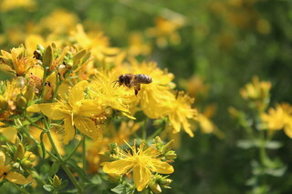 blühendes Johanniskraut und Biene