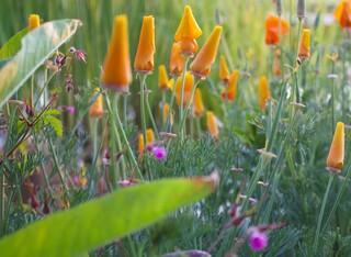 Kalifornischer Mohn, Storchschnabel,...