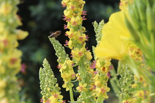 Kleine Königskerzen, Biene