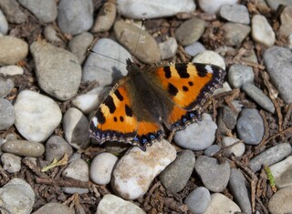 Schmetterling, kleiner Fuchs auf Kieselsteinen