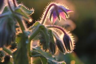 Borretschblume in der Morgensonne