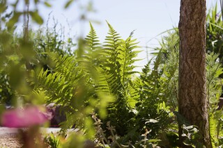 Baumstamm, diverse Wildpflanzen, Farn