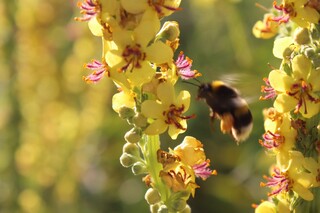 Hummel mit Höschen an kleiner Königskerze