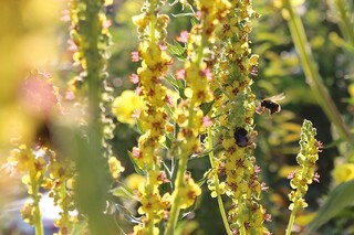 viele kleine Königskerzen und Hummeln