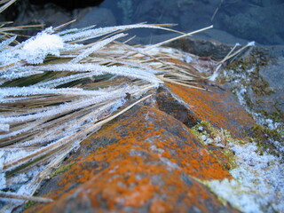gefrorene Gräser auf Fels mit Flechten