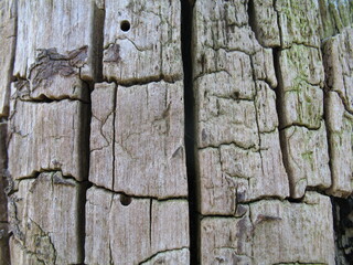 Totholz mit kubischer Zerfall-Struktur