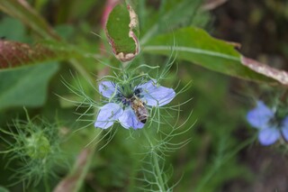 Biene auf Schwarzkümmel