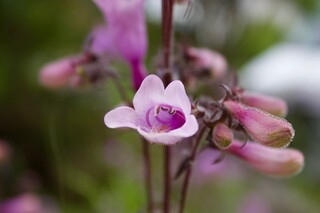 Sicht in Bartfaden-Blüte
