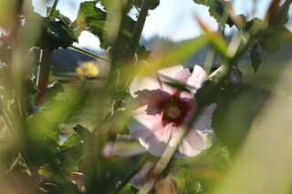 Fünfstern in Stockmalve