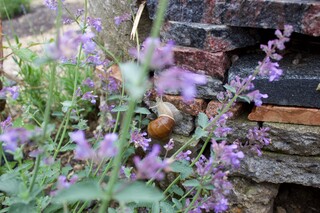 Weinbergschnecke an Naturstein, blühender Baldrian