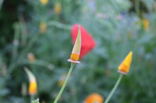 geschlossene Blumen, Kalifornischer Mohn, Zwergenhut