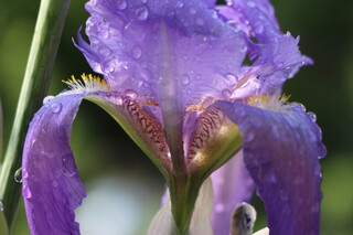 Schwertlilie mit Regentropfen